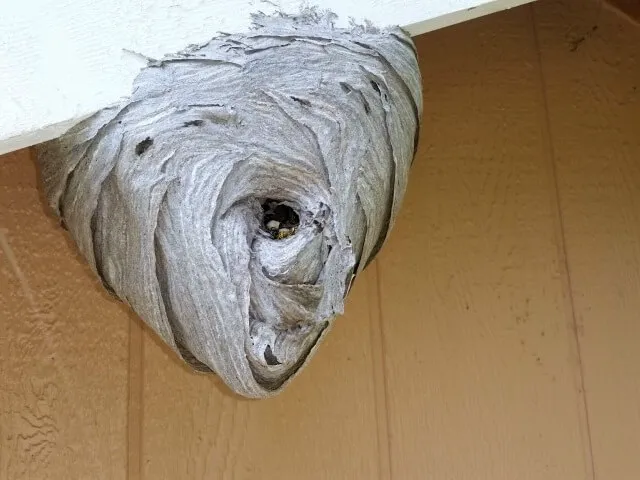 Cleveland Bee Removal Picture 8