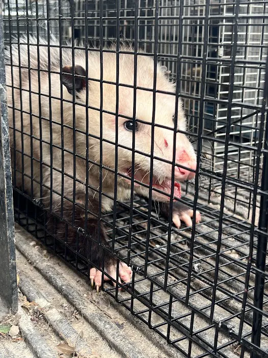 Ace Wildlife Services Inc Picture 1
