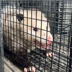 Ace Wildlife Services Inc