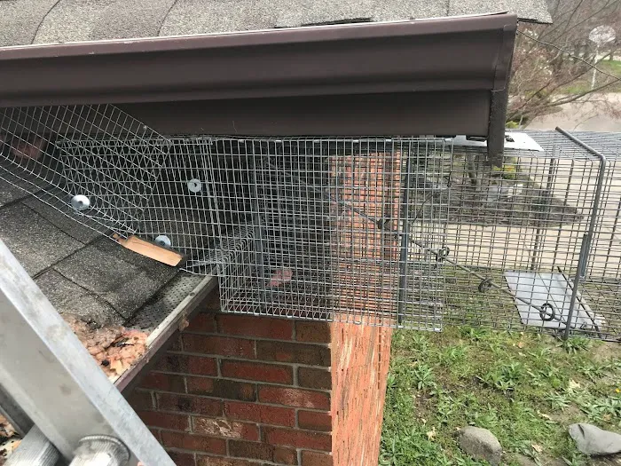 Ace Wildlife Services Inc Picture 4