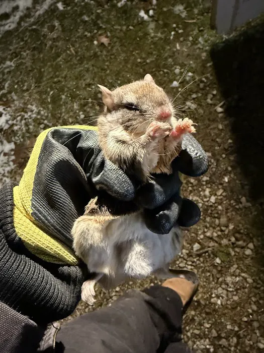 Ace Wildlife Services Inc Picture 3