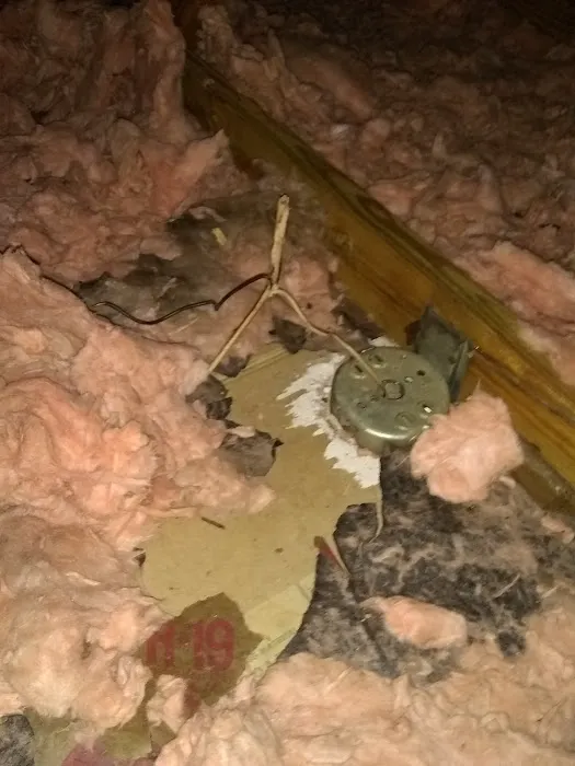Wild Animal Control and Home Repairs LLC Picture 1