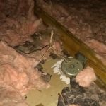 Wild Animal Control and Home Repairs LLC