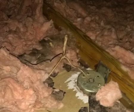 Wild Animal Control and Home Repairs LLC