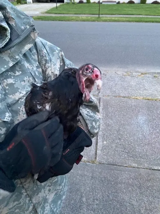 Wild Animal Control and Home Repairs LLC Picture 7