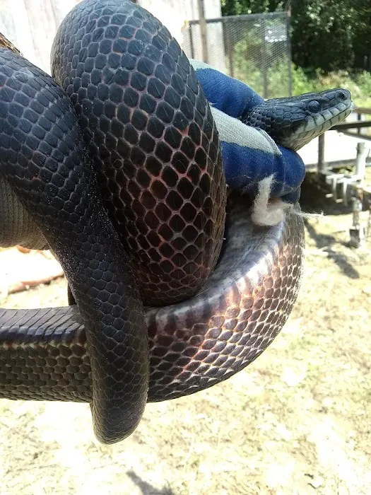 Wild Animal Control and Home Repairs LLC Picture 6