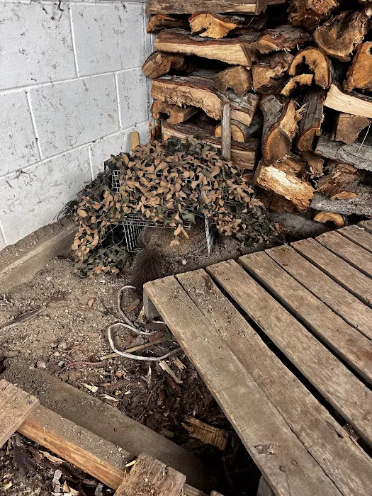 Wild Animal Control and Home Repairs LLC Picture 2