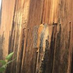 Stewart Pest and Mosquito Control