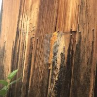Stewart Pest and Mosquito Control ico