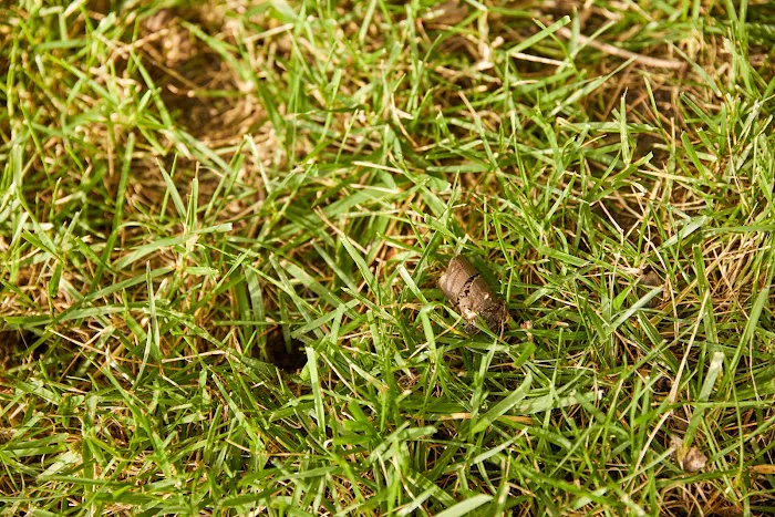 Virginia Green Lawn Care Picture 3
