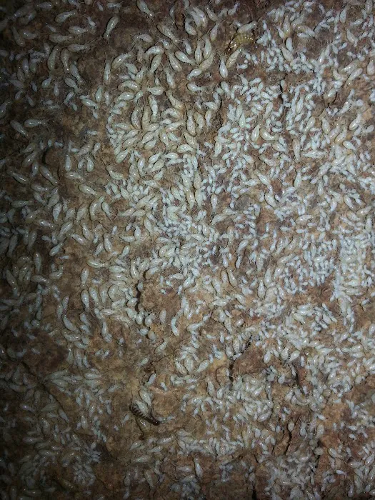 Brown Exterminating Picture 2