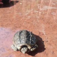 Ferrell's Termite & Pest Control, Inc. ico