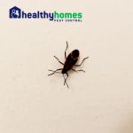 Healthy Homes Pest Control