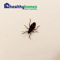 Healthy Homes Pest Control ico