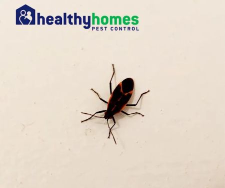 Healthy Homes Pest Control