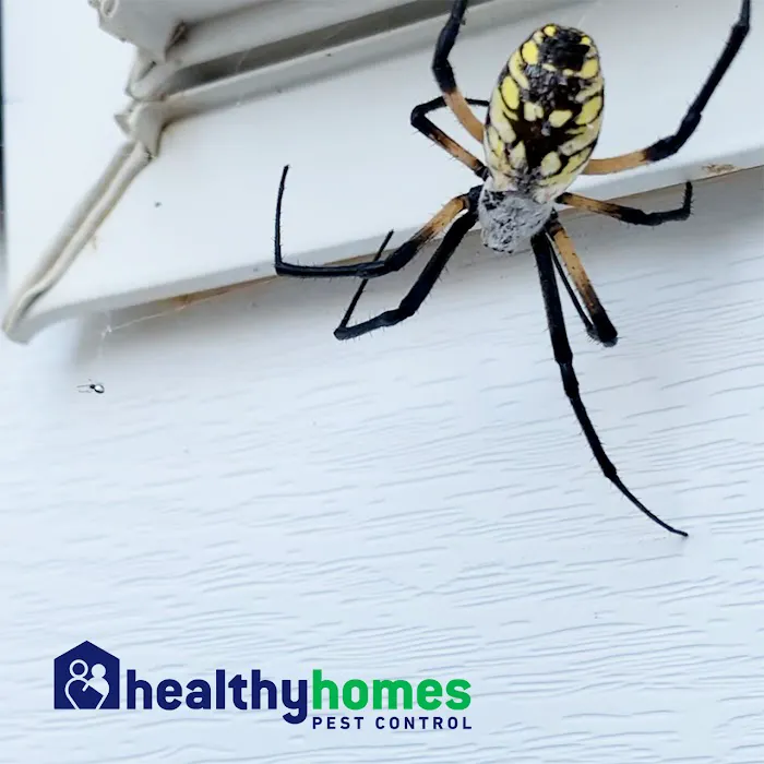 Healthy Homes Pest Control Picture 7