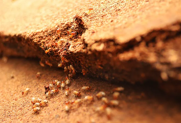 Accel Pest & Termite Control Picture 5