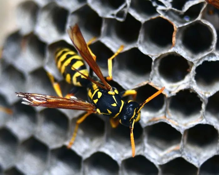 Accel Pest & Termite Control Picture 7