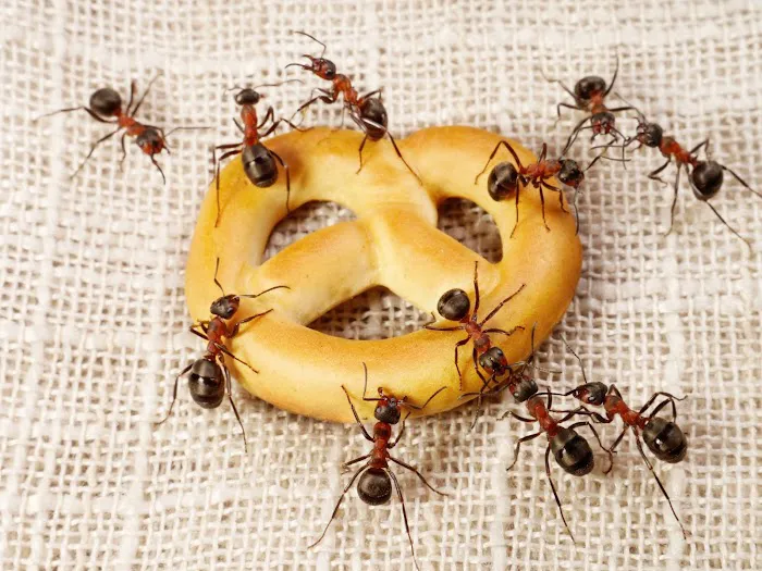 Accel Pest & Termite Control Picture 9