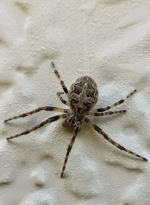 Lakewood Exterminating Picture 1