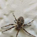 Lakewood Exterminating