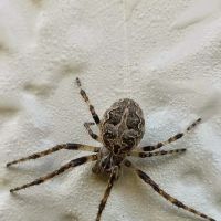 Lakewood Exterminating ico