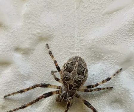 Lakewood Exterminating