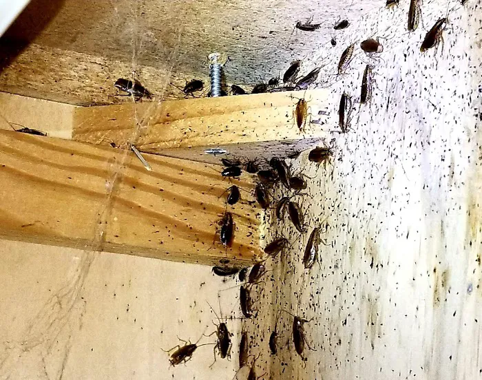 Lakewood Exterminating Picture 4