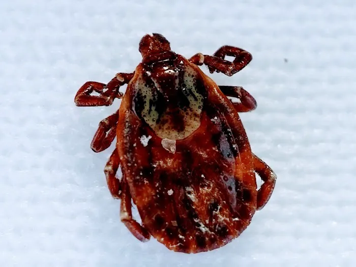 Lakewood Exterminating Picture 2