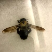 Kreshco Pest Control ico