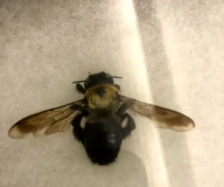 Kreshco Pest Control
