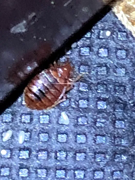 Kreshco Pest Control Picture 3