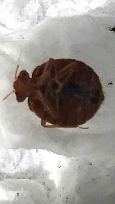 Kreshco Pest Control Picture 5