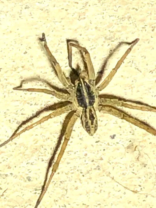 Kreshco Pest Control Picture 6