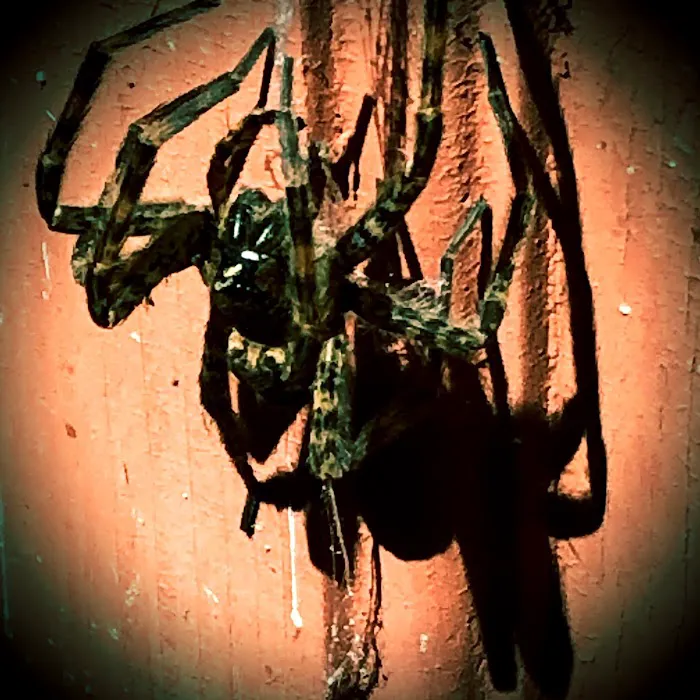 Kreshco Pest Control Picture 4