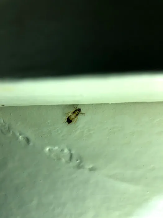 Kreshco Pest Control Picture 9