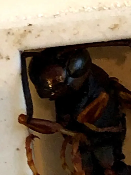 Kreshco Pest Control Picture 10
