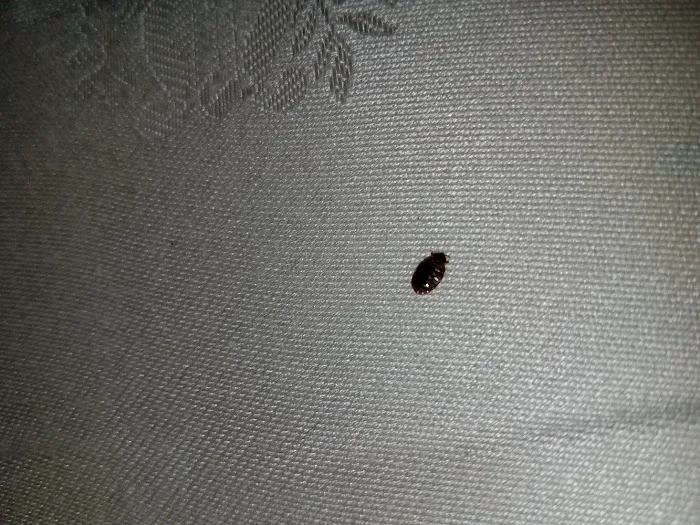 Bed Bug BBQ - Cleveland, OH - Bed bug Removal, Extermination, Whole House Clean Out Picture 2