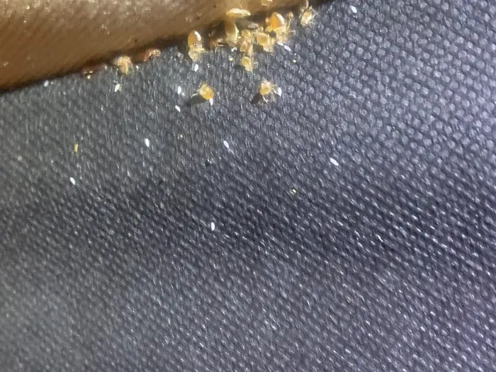 Bed Bug BBQ - Cleveland, OH - Bed bug Removal, Extermination, Whole House Clean Out Picture 10