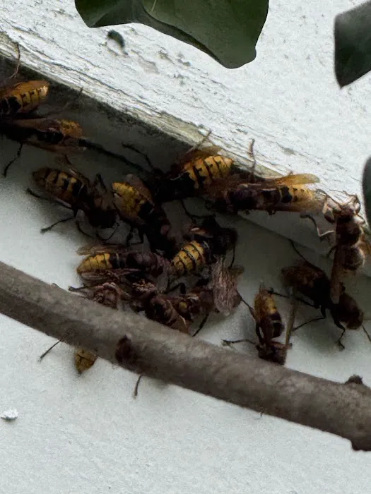 Medwick Pest Control Picture 8