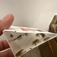 Medwick Pest Control ico