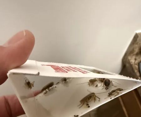 Medwick Pest Control