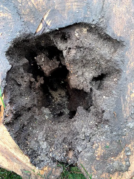 Apollo Pest & Home Inspections Picture 4