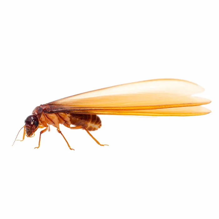 PestNow Picture 10
