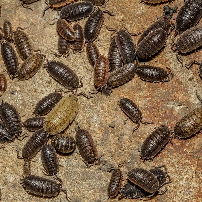 PestNow Picture 3
