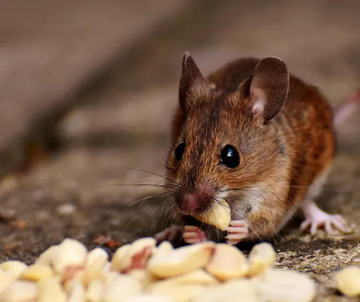 PestNow Picture 5