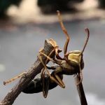 Pest Solutions, Inc.