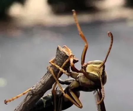 Pest Solutions, Inc.