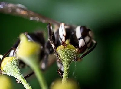 Pest Solutions, Inc. Picture 3