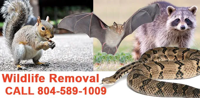PestNow of Central Virginia | Ruther Glen Picture 6